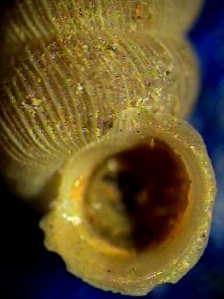 Cochlostoma montanum cassiniacum (Saint Simon in Paulucci)